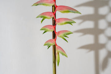 Drooping Haeliconias